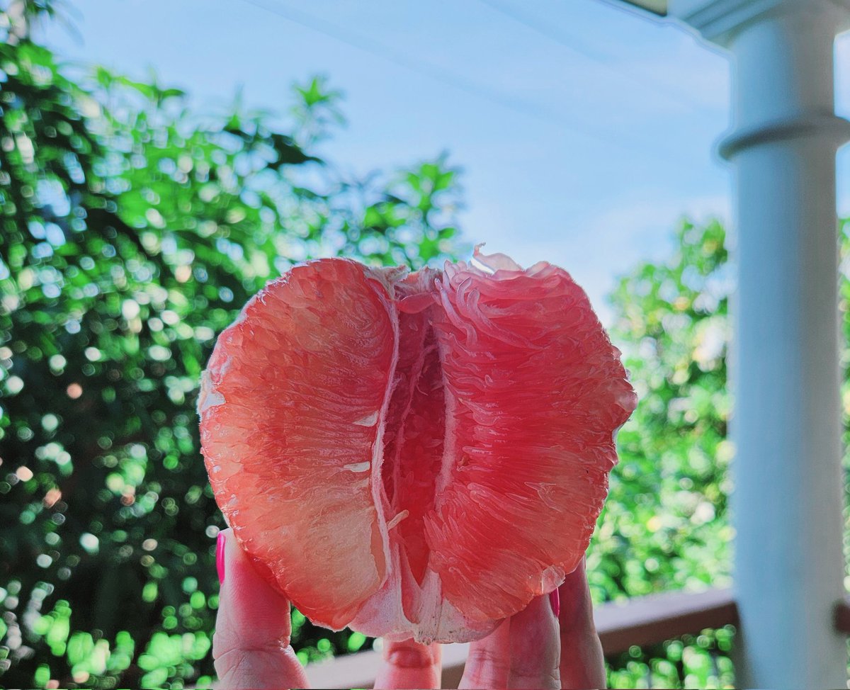 What a gorgeous thing! She is a star on our next business endeavor at OFFWORLD. 🤩

The Pomelo, Citrus Maxima, literally known as the largest citrus, is the ancestor to the grapefruit. Legit from the roots, she is a non-hybird fruit, discovered in Southeast Asia BC and packs 75%