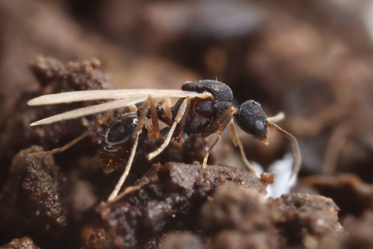 ヒラタウロコアリ（ Strumigenys canina ）
の雄アリ

(2024 10/7 @神奈川)