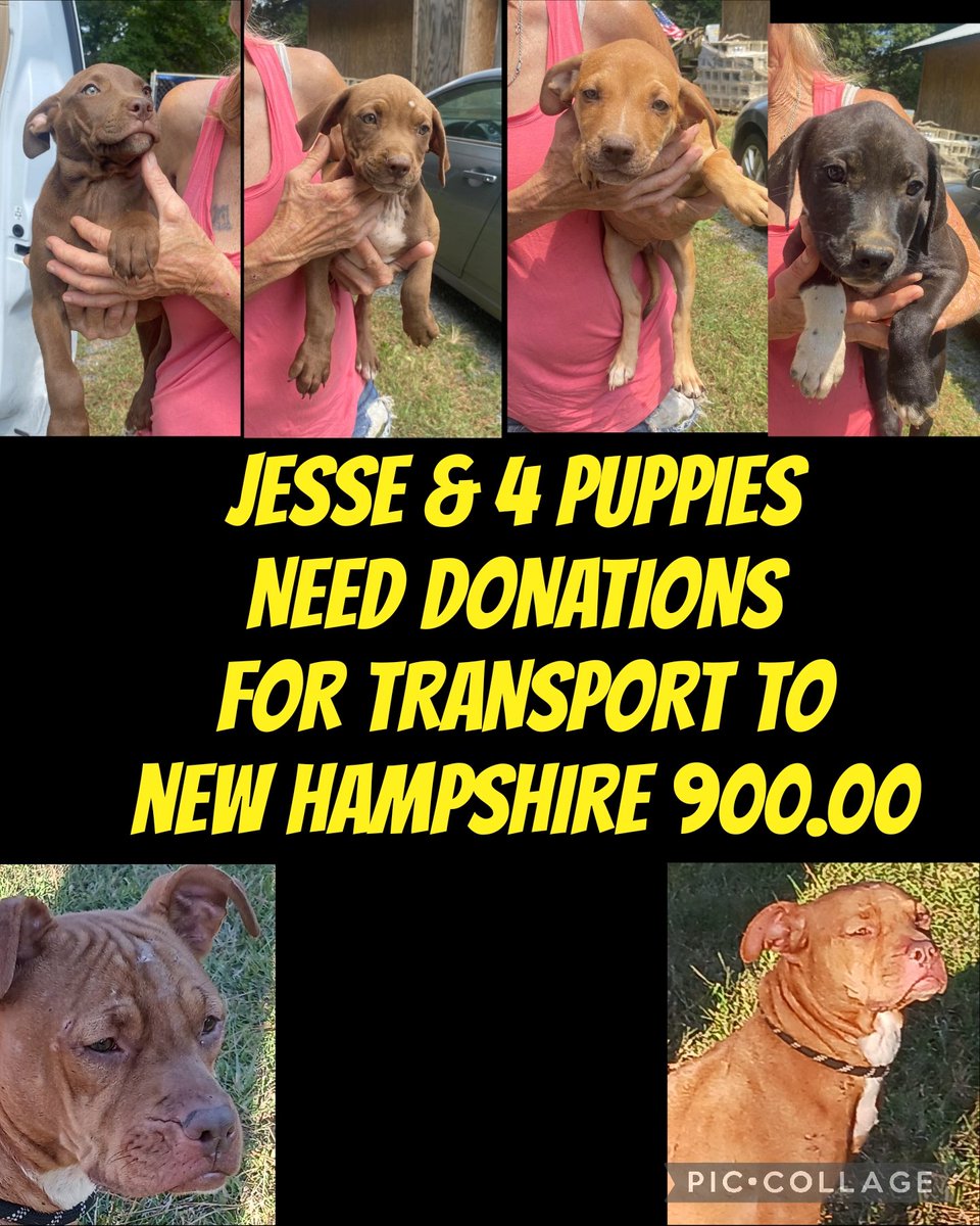 carawil17888192's tweet photo. Jessie a former bait dog &amp; 4 stray puppies need donations 4 transport so they can go to Newton New Hampshire and start a new life

Transport is 900.00

2nd Life Rescue Alabama

Venmo
Hkppks@aol.com
Last 4 digits 5649

Paypal
vermont9753@yahoo.com

https://t.co/yK5cfxgn4u https://t.co/04QEQQkHXk