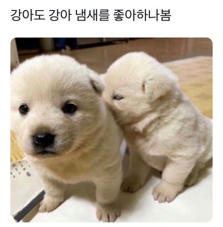 어떻게 이렇게
강아도 강아 냄새를 좋아하나봄 < 같은 사진이…