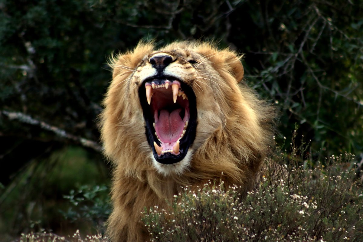 4 October was #WorldAnimalDay <a href="/worldanimalday/">World Animal Day Official</a>