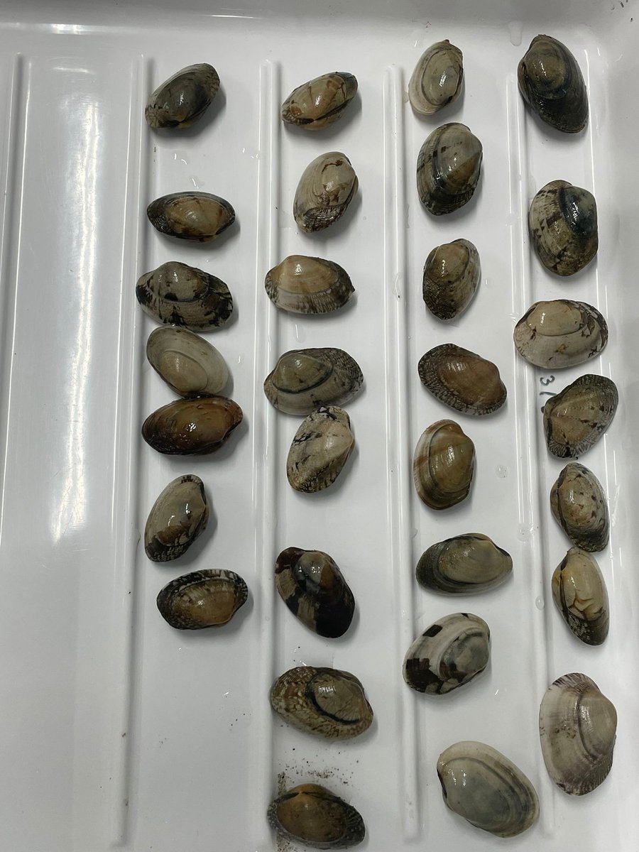 UNTIE__project's tweet image. Over the last week, we&apos;ve been dissecting several bivalves from the Ria de Aveiro, including: #Cerastodermaedule, #Venerupiscorrugata and #Venerupisphilippinarum 🦪 for RFTM and parasite prevalence to provide a global approach to the health 🏥 of bivalves in the #RiadeAveiro🌊