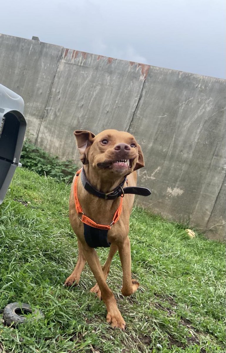 DOG OF THE MONTH - Woofie

Woofie definitely loves to feel the wind in his face!

Woofie isn't available for adoption just yet, as his rehabilitaWoofie isn't available for adoption just yet, as his rehabilitation is ongoing. 🧡
#DOTM #DogOfTheMonth #Woofie #WoofieDogOfTheMonth