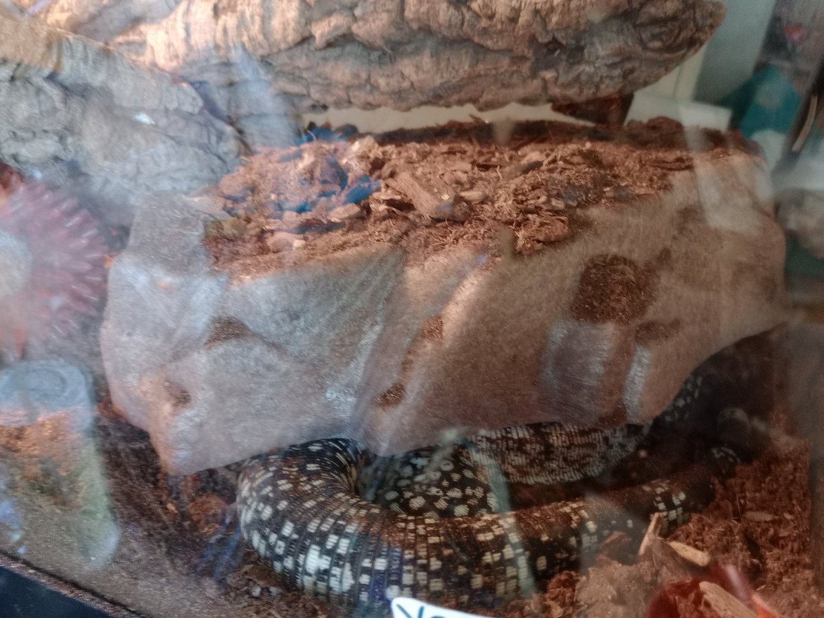 saphizzard's tweet photo. @Pup_Leo @rubberdeer Mine sometimes fills in his water dish and wears it like a hat. They're such derps lol https://t.co/sIUVVp3T3j