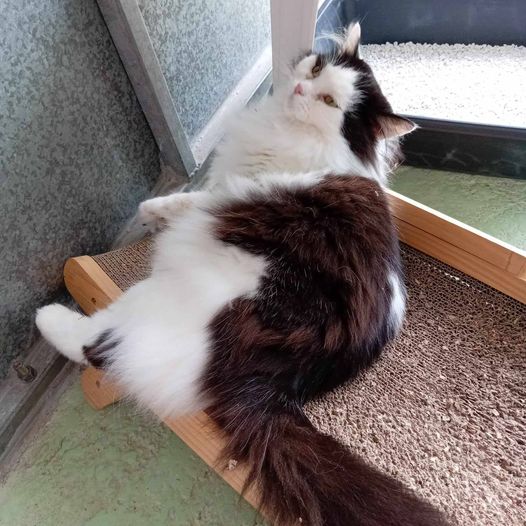 CAT OF THE MONTH - Molly and Mia

What an excellent job of lounging Mia does!

gables.org.uk/cat-of-the-mon… 🧡

#catofthemonth #MollyandMiatheCats #mollyandmiacatsofthemonth