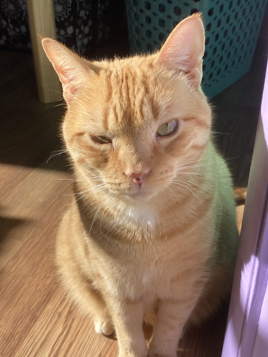PaulGleedWrites's tweet photo. Wow!  Jack was grumpy about having his picture taken!  Or maybe he's doing a tough guy pose?  Either way, I'll give him his space today! 🤣 https://t.co/hrJ2KKsgVx
