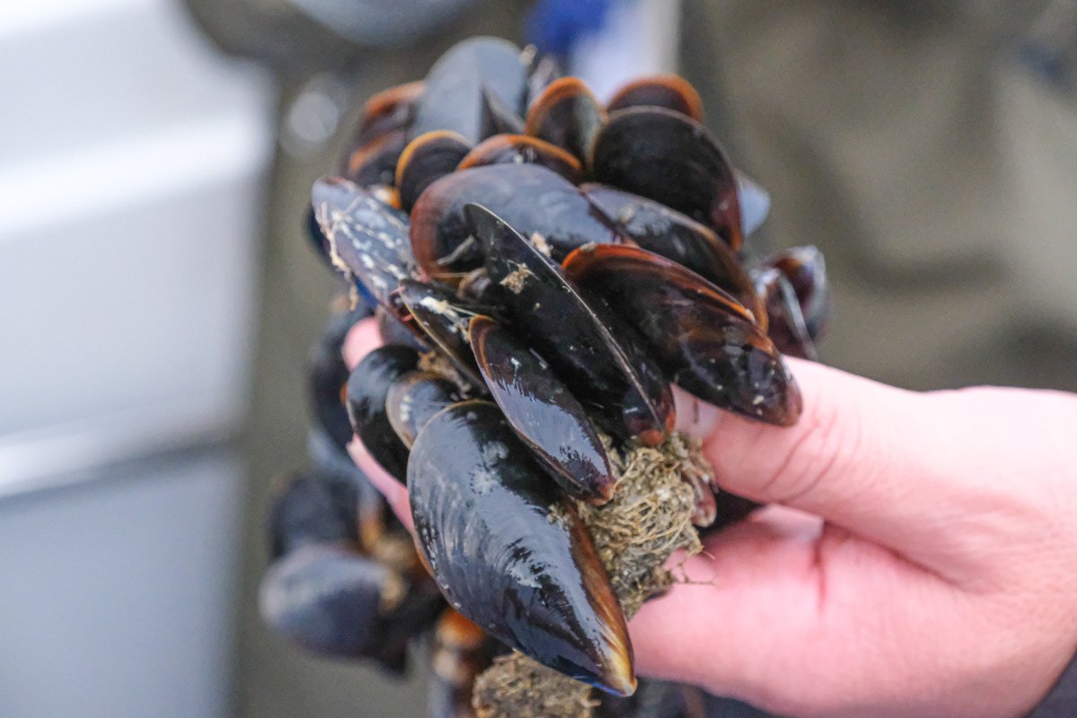 Estupenda experiencia en la Ría de Arousa! Gracias a Juan Carlos Juncal, CEO de Dime Salnés S.L., descubrimos todos los secretos del cultivo del mejillón en bateas. #GaliciaSabeAmar #Slowfish @marxunta <a href="/deondesenon/">pescadeRías</a> <a href="/slowcompostela/">Slow Food Compostela 🐌</a> @