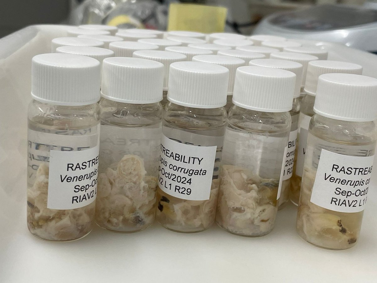 UNTIE__project's tweet image. Over the last week, we&apos;ve been dissecting several bivalves from the Ria de Aveiro, including: #Cerastodermaedule, #Venerupiscorrugata and #Venerupisphilippinarum 🦪 for RFTM and parasite prevalence to provide a global approach to the health 🏥 of bivalves in the #RiadeAveiro🌊