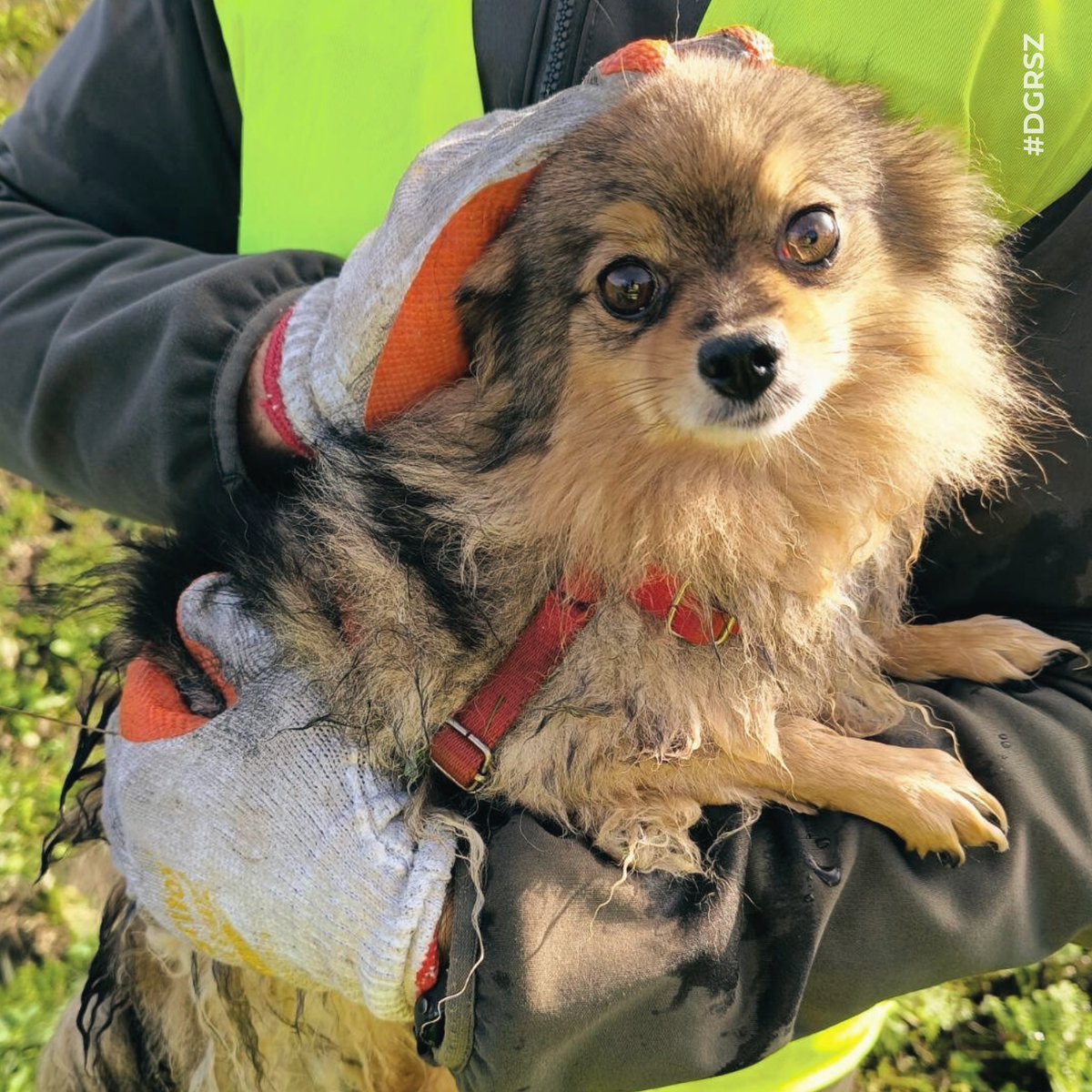 DGeneralneRSZ's tweet photo. Pies 🐕 odnaleziony! 

✔️ #LewinBrzeski: żołnierze znaleźli w rowie melioracyjnym wycieńczonego psa, którego przez blisko tydzień szukali właściciele. 

ZD-10 #1psap #3psap x @MON_GOV_PL x @SztabGenWP https://t.co/IfL9req6YN