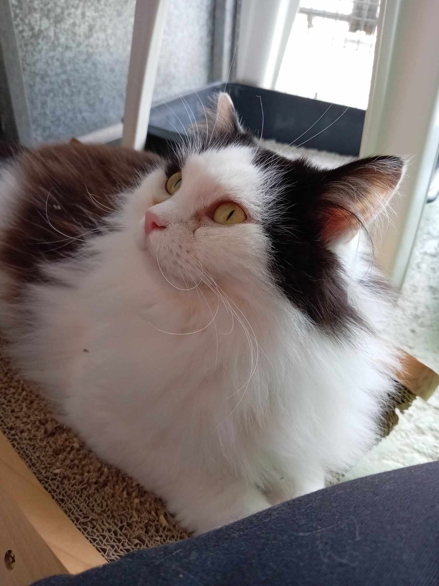 CAT OF THE MONTH - Molly and Mia

What a stunning girl Mia is! Just look at all of that beautiful floof ❤

gables.org.uk/cat-of-the-mon… 🧡

#catofthemonth #MollyandMiatheCats #mollyandmiacatsofthemonth