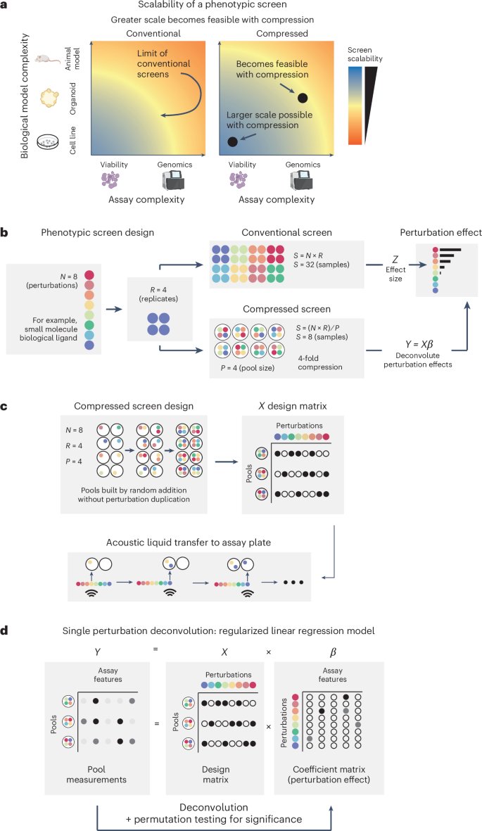 Scalable, compressed phenotypic screening using pooled perturbations go.nature.com/3ZV58uX