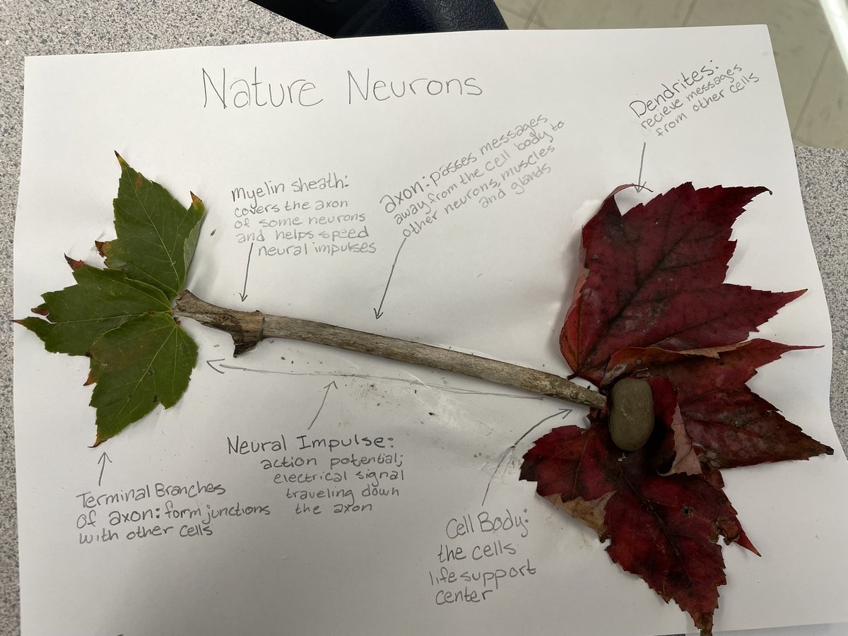 AP Psych getting creative with nature! Using nature to help learn about the anatomy of a neuron. <a href="/pthsnation/">Pequannock Township High School</a> @RichHayzler #peqpantherpride #psychology