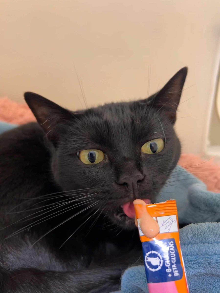 CAT OF THE MONTH - Molly and Mia

That is a lot of excitement on Molly's face!

gables.org.uk/cat-of-the-mon… 🧡

#catofthemonth #MollyandMiatheCats #mollyandmiacatsofthemonth