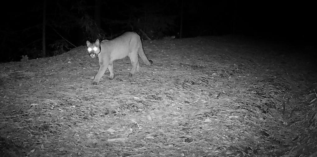 FelidaeFund's tweet image. There have been some #mountainlion sightings in the #EastBay in recent weeks.  Most of the #BayArea is #mountainlion habitat. If you see one-  make yourself big, make noise, &amp;amp; don’t run.  Don’t let pets out unsupervised, esp dusk to dawn.
learn more: tinyurl.com/46x9mnve