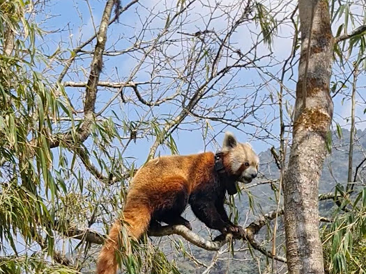 EnvironmentPib's tweet photo. Darjeeling’s Padmaja Naidu Himalayan Zoo's Red Panda Program Selected as Finalist for 2024 WAZA Conservation Award      

PNHZP Strengthens Conservation with Biobanking Facility to Preserve Red Panda Genetic Resources for Future  

https://t.co/mTa5HlEd3o…

@moefcc

@CZA_Delhi https://t.co/B2FhmctP7U