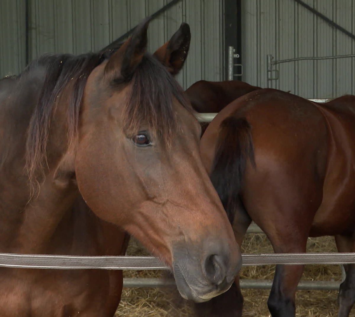 GossipRoomOff's tweet photo. 🚨 Ce vendredi 4 octobre, Audrey, une cavalière de 26 ans, est partie en balade en fin de journée avec son cheval appelé Champion. Alors que le duo arpentait un chemin en périphérie d'Agen (47), deux hommes ont agressé l'équidé, sans raison apparente.

Les deux individus sont arrivés en voiture "un peu vite" derrière la cavalière et son cheval avant de sortir du véhicule. Apeuré, Champion se serait cabré trois fois, désarçonnant sa cavalière, qui aurait perdu connaissance suite à sa chute. C'est Audrey qui, ne retrouvant pas son cheval à son réveil, a donné l'alerte. "Nous avons retrouvé Champion un peu plus loin, au sol, dans le bas-côté. Il était mort", expliquait-elle.

Pour les policiers, il ne fait aucun doute que les deux hommes se sont acharnés sur Champion. Selon les constatations du vétérinaire dépêché sur place, les individus lui ont porté 7 coups de couteau sur l'encolure. L'artère jugulaire ayant été touchée, l'équidé est décédé de ses blessures. La police a ouvert une enquête. Pour l'heure, ils n'ont encore aucune piste mais prennent l'agression très au sérieux". 

Les deux individus ont pris la fuite. De son côté, Audrey a déposé plainte. Si elle ne souffre d'aucune blessure physique, elle reste cependant sous le choc. 🚔🐎 (via RMC)