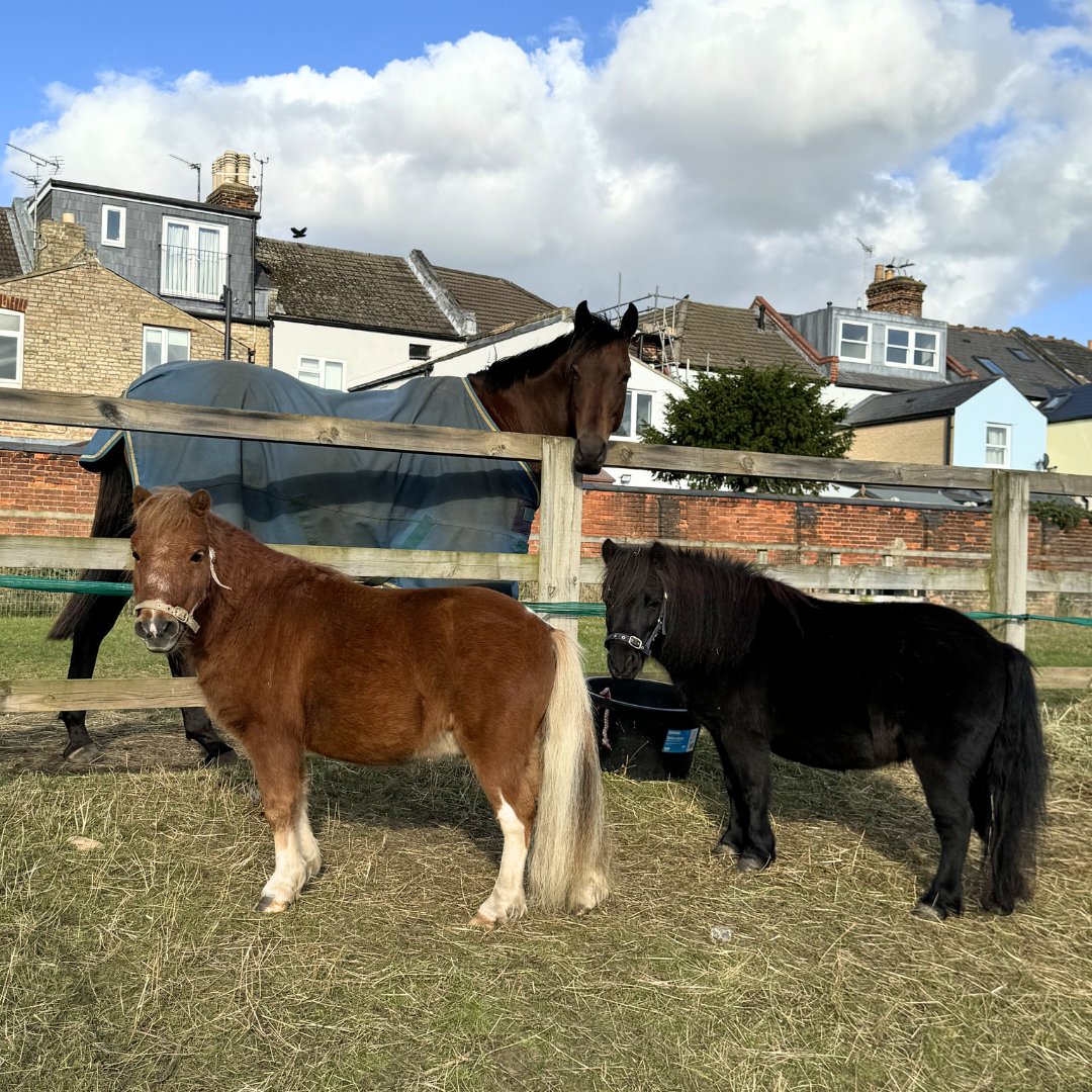 MINI MONDAY'S | Whilst the crowds are away the ponies will play!

Here are our Museum minis, Kizzy and Harry enjoying a spot of sunshine this afternoon, whilst keeping our latest resident Haverland company, out in the paddocks.

#nationalhorseracingmuseum #museum #newmarket