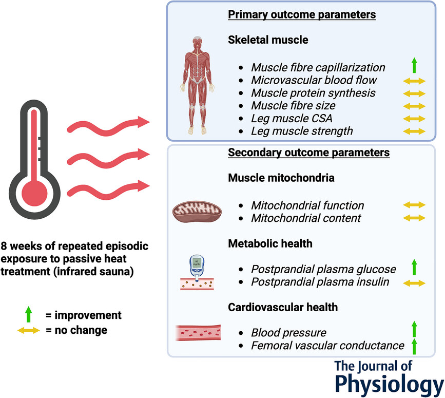 HEaT Lab (@kiwiheatlab) on Twitter photo New in <a href="/JPhysiol/">Journal of Physiology</a> from <a href="/m3researchgroup/">M3 Research Group</a> <a href="/MaastrichtU/">Maastricht University</a>: Repeated passive heat treatment increases muscle tissue capillarization, but does not affect postprandial muscle protein synthesis rates in healthy older adults 👇
physoc.onlinelibrary.wiley.com/doi/full/10.11… New in <a href="/JPhysiol/">Journal of Physiology</a> from <a href="/m3researchgroup/">M3 Research Group</a> <a href="/MaastrichtU/">Maastricht University</a>: Repeated passive heat treatment increases muscle tissue capillarization, but does not affect postprandial muscle protein synthesis rates in healthy older adults 👇
physoc.onlinelibrary.wiley.com/doi/full/10.11…