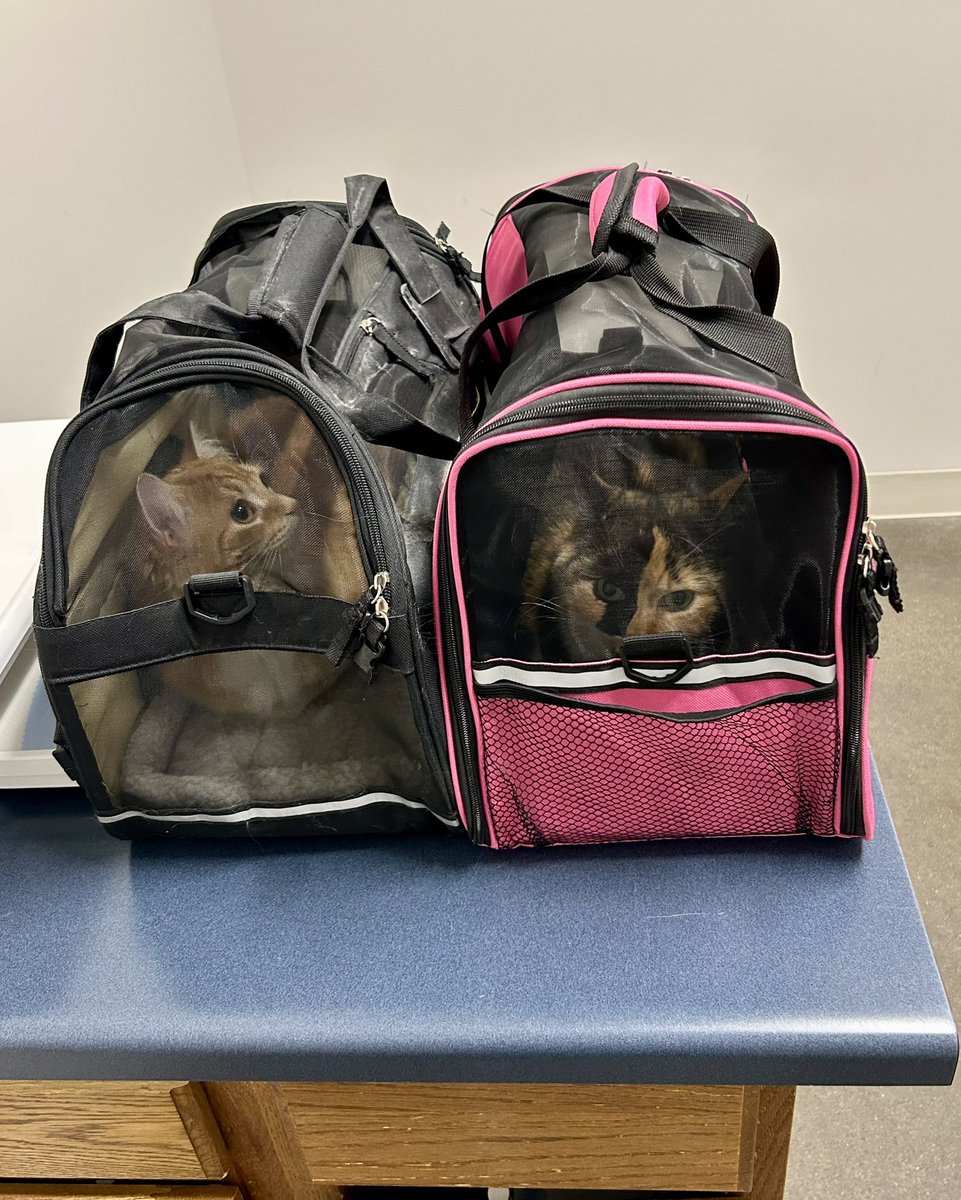 Check up day for Hazel and Milly