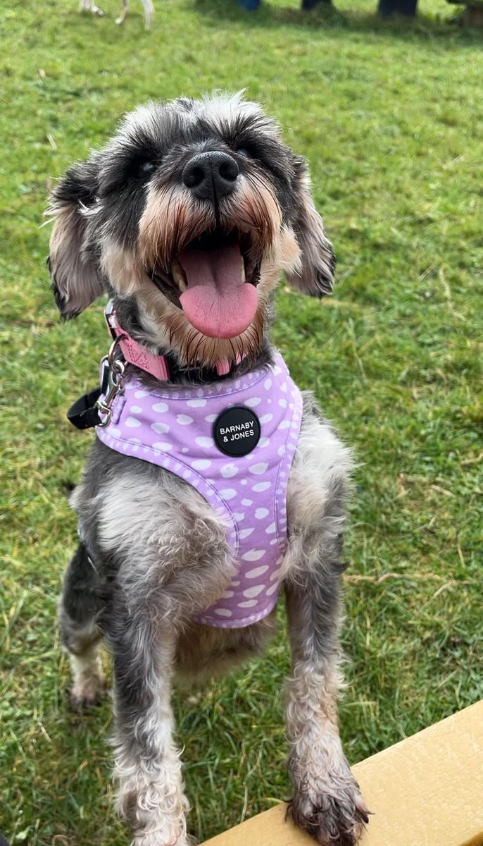 Not long ago Millie's life was limited. Fresh air, exercise and love were not part of it. 
THIS is what #Schnauzerfest is all about, supporting rescues, supporting dogs like Millie.