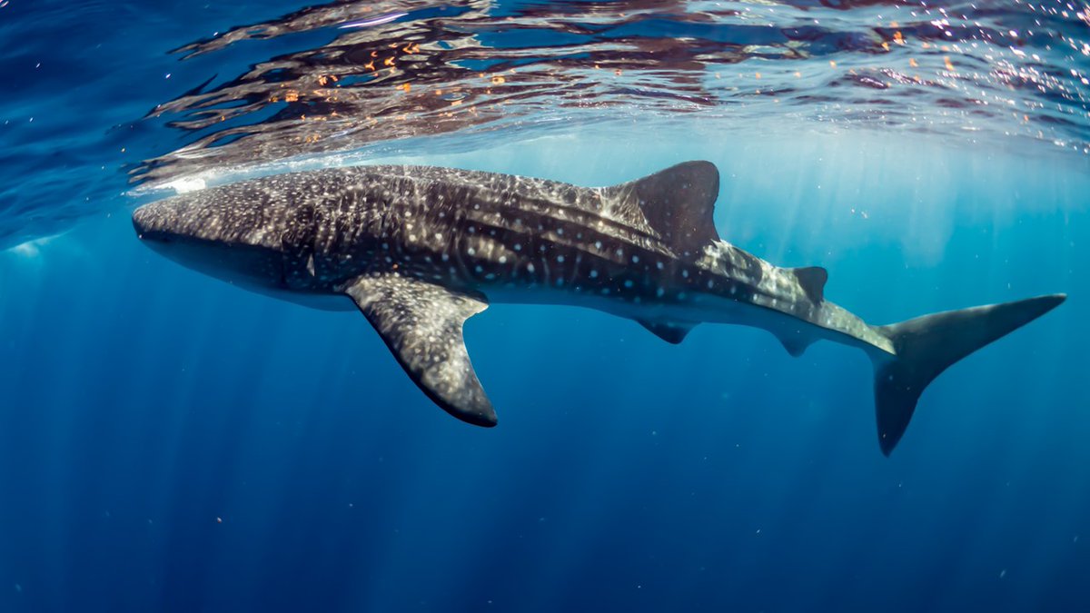 TheSimsLab's tweet image. New in @NatureClimate – Climate-driven global redistribution of whale #sharks predicts increased threat from shipping, making possible increased mortality from lethal collisions &amp; greater under High Emissions scenario @FreyaWomersley @thembauk
OA here: nature.com/articles/s4155…