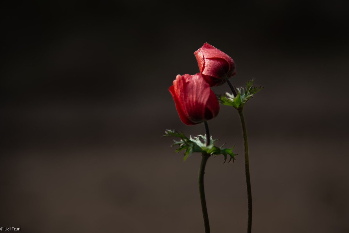 7.10
תמונה אחת