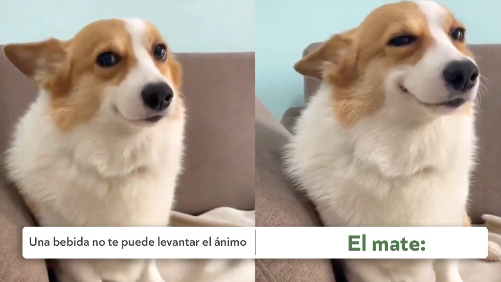 De buen humor o mal humor, unos matesulis siempre son buena idea, o no? 🧉🤣

#YerbaMateArgentina 
#YerbaMate #Argentina #Mate #Memes #Perro #Lunes