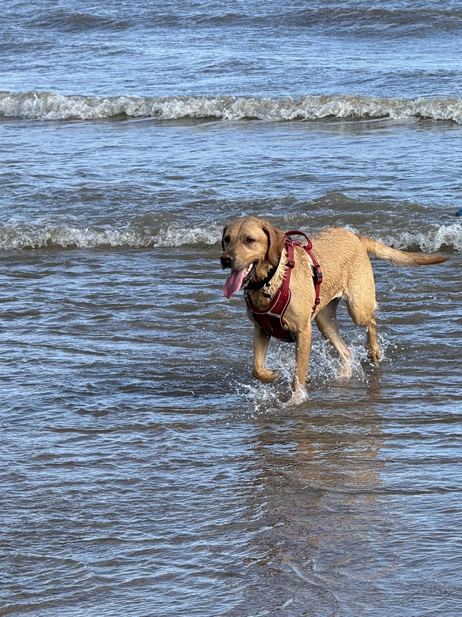 SparksTheDogMentorSPAG tweet media