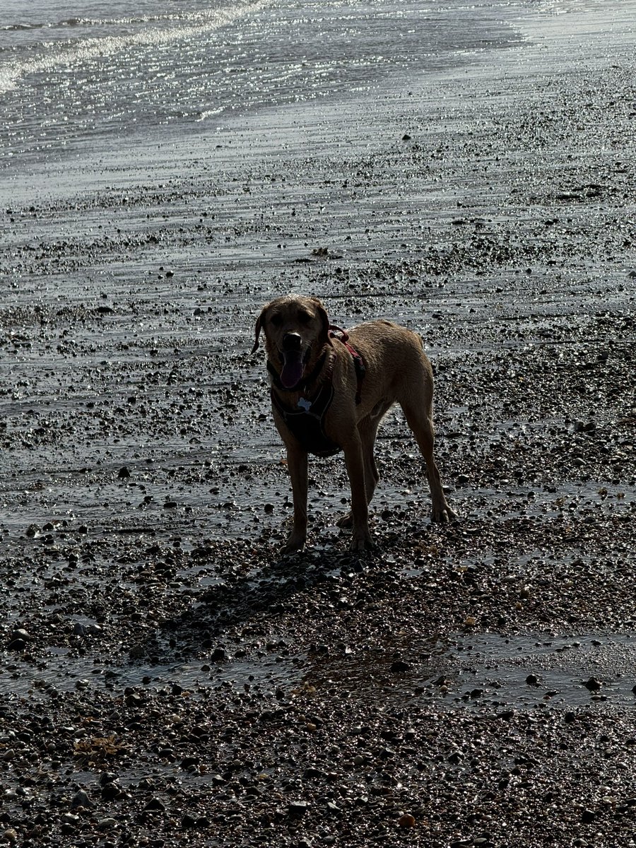 SparksTheDogMentorSPAG tweet media