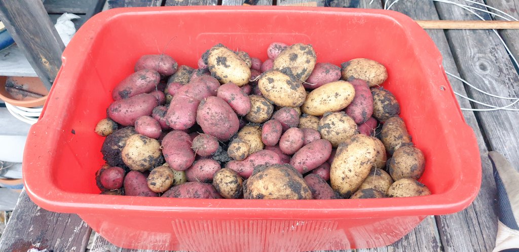 Rotebroelvis's tweet image. Dagens skörd eftet jobbet. 
Blir att fortsätta imorgon.  😌
#potatis