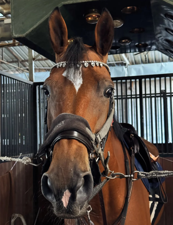 stephiessi's tweet photo. Some horses look harmless...
...but they actually jumped the 80/90 double crossbars as if they were 130.

#horseriding #horse #human and animal utopia achieved #persistence because of love #horseriding #show jumping #horseriding #royal Dutch warmblood horse Astrid https://t.co/RKlyxrezvW