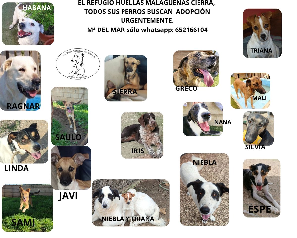 🧡🧡Excelente iniciativa del <a href="/RCDEspanyol/">RCD Espanyol de Barcelona</a>, antes del partido de ayer, los jugadores salieron con un perrete guapetón que busca un hogar para toda la vida🙏🦮🏡. Ojalá se animen otros equipos 🙏<a href="/MalagaCF/">Málaga CF</a> <a href="/HMalaguenas/">HUELLAS MALAGUEÑAS🐶🐺</a> cierra el Refugio, les echáis una patita 🐾🙏🏡🦮? #Málaga