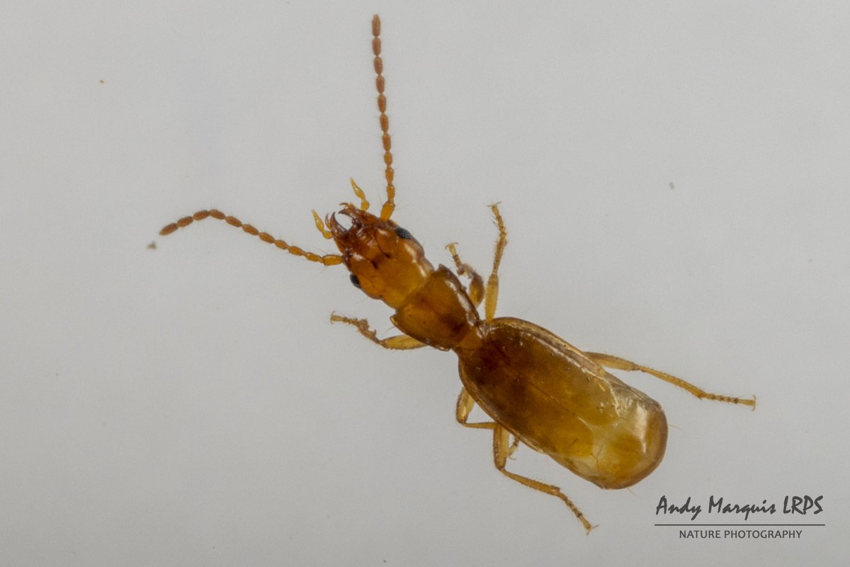 Marine centipede Hydroschendyla submarina from L'Eree SHinglebank in Guernsey last week. Fantastic centipedes and always good to see. Also saw tons of the marine carabid beetle Aepus robinii and isopod Dynamene bidentata. <a href="/britishmigroup/">BMIG</a>