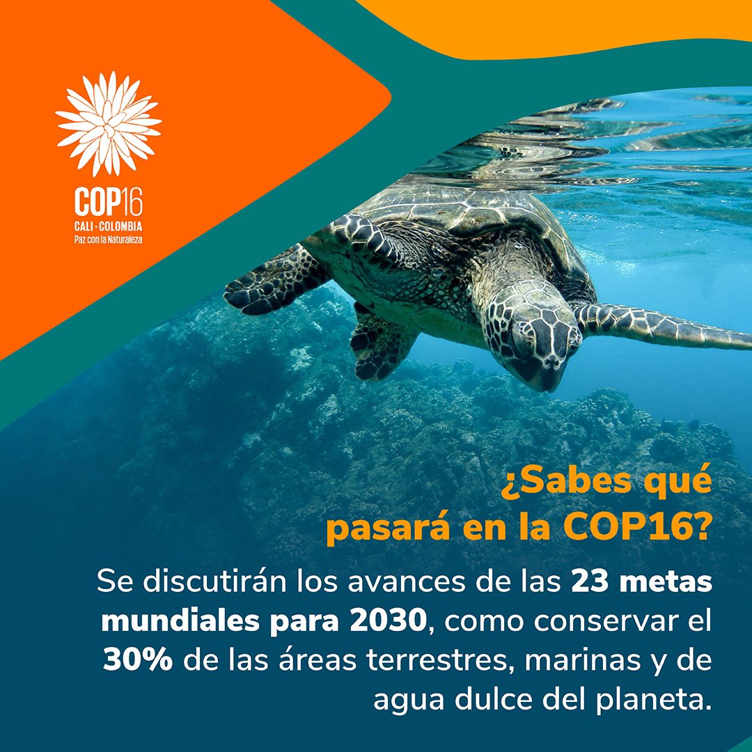 En la #COP16Colombia se discutirán 23 metas globales para 2030, centradas en proteger el 30% de las tierras, océanos y aguas dulces. ¡Un futuro sostenible nos espera! #PazConLaNaturaleza 🐢

🙌 Conoce más en: cop16colombia.com