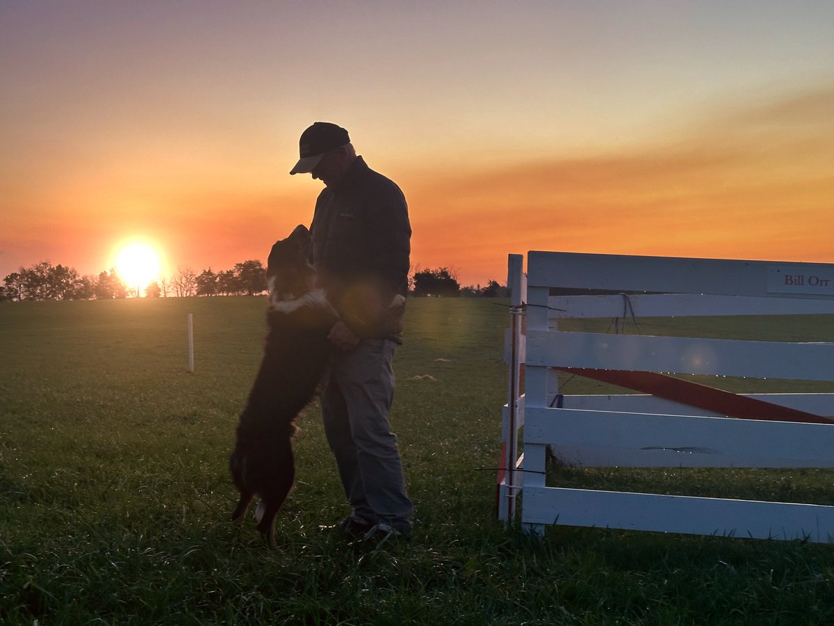 @macraesheepdogs tweet media