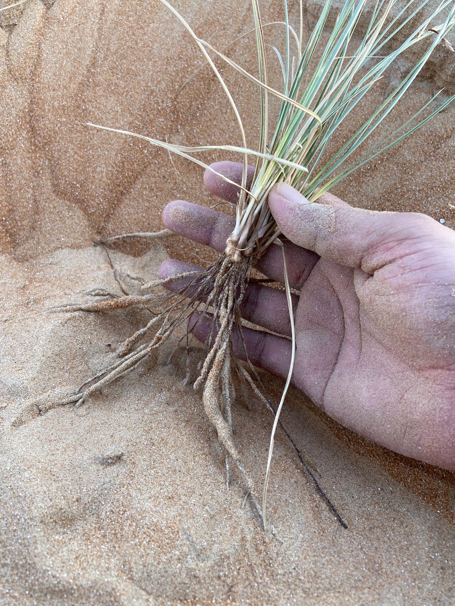 Anuj Saraswat (@theanujsaraswat) on Twitter photo I know root fascinates you. Any plan for Studying root ecology from desert ecosystem? <a href="/Amit_Kumar_PhD/">Amit Kumar</a> I know root fascinates you. Any plan for Studying root ecology from desert ecosystem? <a href="/Amit_Kumar_PhD/">Amit Kumar</a>
