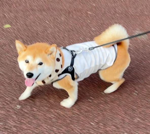 Now we take $suzu to the millions it very much deserve.
$suzu will be the top dog on sui.
Mark my words.