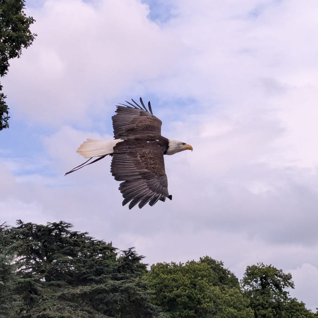 We love seeing your AMAZING photos from The Falconer's Quest  🤩

Share your photos in the comments for a chance to be featured on our page 🏰

🎟️  warwick-castle.com

📸 Adrian Watson , Linda McPherson, Hayely Sparks, Sam Langford