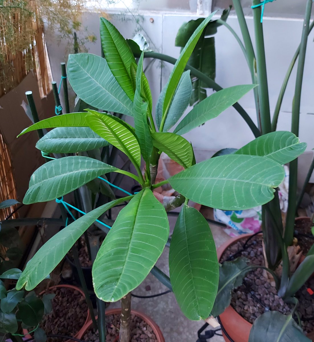 megpanos's tweet photo. Plumeria Rubra #greece #attica #plant #plants #plumeria #plumeriarubra #leaf #leaves #newleaf #newleaves https://t.co/ISJIYwDQUA