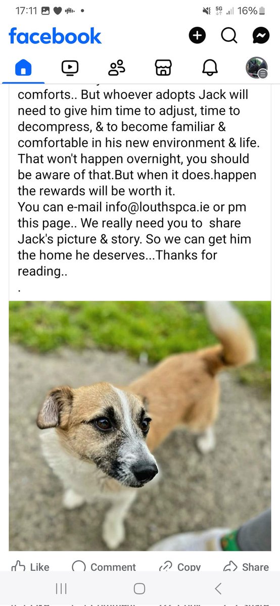 Can we all please share #Jack... heartbreaking 5 months in the pound. So young.... please read his profile &amp; maybe you can make #roomfor1more