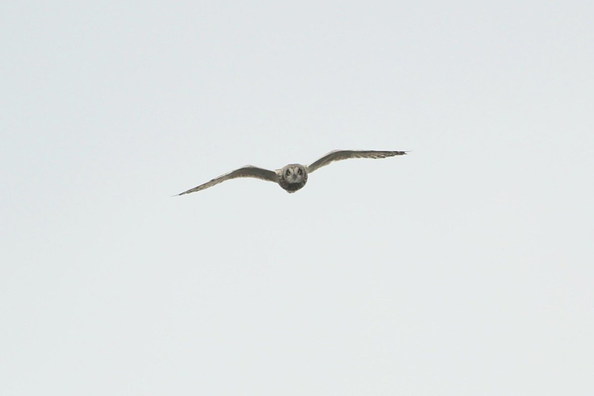 Arjun Dutta (@arjundutta230) on Twitter photo Still can't find a Beddington rare but no complaints after a 74sp, 2 patch tick day a few ago - Short-eared Owl, 4 Ring Ouzel, 6 GWE east, 95+ Swallow, Whinchat, Wheatear, Stonechats & the first bit of decent finch/thrush migration.
#londonbirds <a href="/SurreyBirdNews/">SurreyBirdClubNews</a> Still can't find a Beddington rare but no complaints after a 74sp, 2 patch tick day a few ago - Short-eared Owl, 4 Ring Ouzel, 6 GWE east, 95+ Swallow, Whinchat, Wheatear, Stonechats & the first bit of decent finch/thrush migration.
#londonbirds <a href="/SurreyBirdNews/">SurreyBirdClubNews</a>