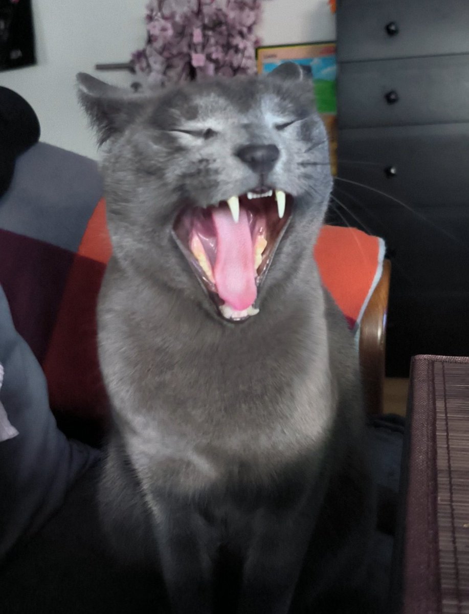 Triviyen's tweet photo. 🐈‍⬛ https://t.co/drvTKV6Pr9