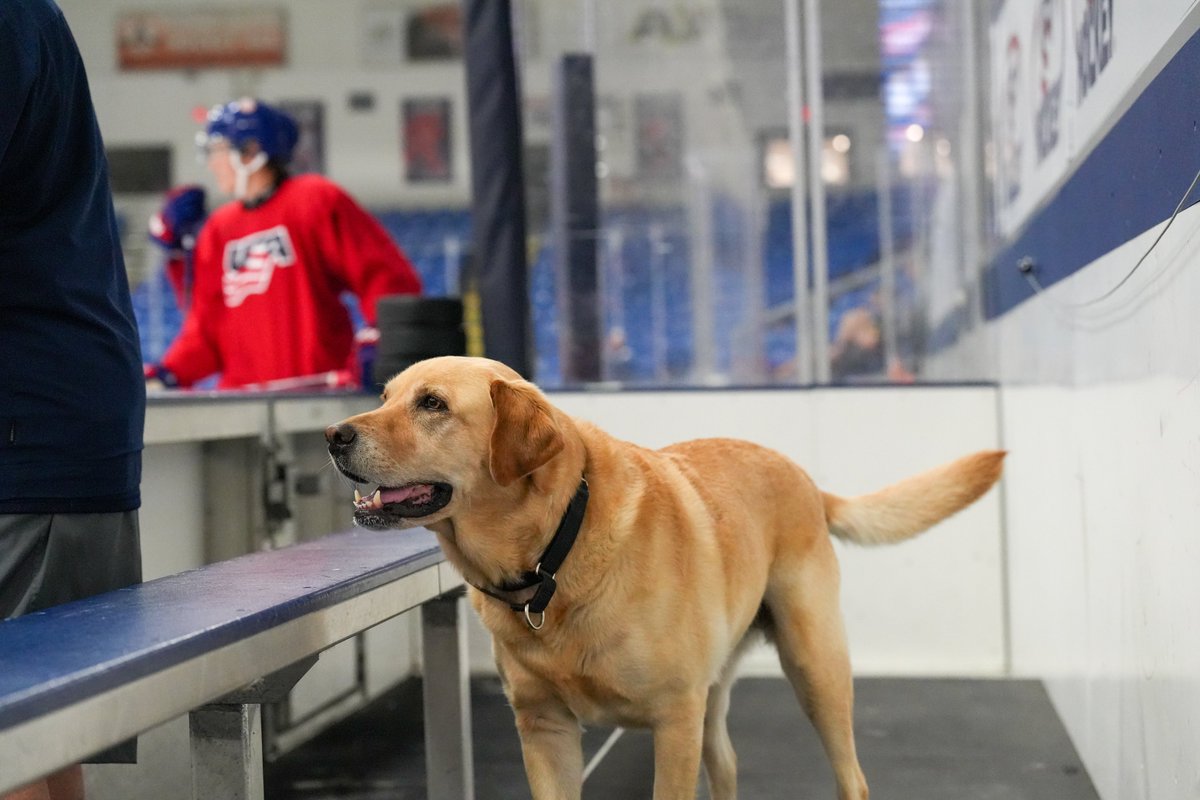 USA Hockey’s NTDP (@usahockeyntdp) on Twitter photo 26 seasons. 1,644 games. 12 🥇, 3 🥈, 3 🥉.
Saturday night, Jason Hodges worked his last game with us after an incredible tenure with <a href="/usahockey/">USA Hockey</a> & the NTDP. He has served on staff for 18 U.S. medal-winning teams on the international stage, and has been on the bench for 1,644 26 seasons. 1,644 games. 12 🥇, 3 🥈, 3 🥉.
Saturday night, Jason Hodges worked his last game with us after an incredible tenure with <a href="/usahockey/">USA Hockey</a> & the NTDP. He has served on staff for 18 U.S. medal-winning teams on the international stage, and has been on the bench for 1,644