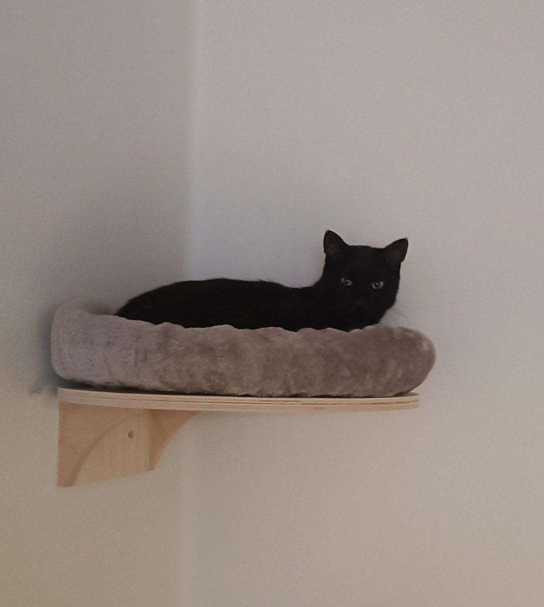 Dieser, zugegebenermaßen, echt große, aber sehr süße Kater entpuppt sich seit seinem Freigang als Elite-Killer im Kammerjägerwesen. Er hat uns alleine heute 7 (in Worten SIEBEN) Mäuse auf der Terrasse abgelegt. Immer mit dem "Hau rein, ist lecker" - Blick. Krasser Boi!
