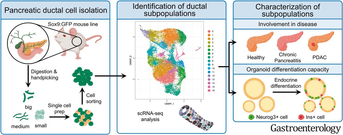 Gastroenterology (@aga_gastro) on Twitter photo 🔥Hot paper from new investigators unmasks potential roles of specific ductal populations in pancreas regeneration and exocrine pathogenesis
🔗 ow.ly/z0Nt50TFCBL
🖋️ <a href="/TxellRovira/">Meritxell Rovira</a> <a href="/LabRovira/">Rovira_lab</a> <a href="/DuctalvsAcinar/">Jennifer Bailey-Lundberg</a> <a href="/Pasquali_Lab/">Endocrine Regulatory Genomics Lab</a> 🔥Hot paper from new investigators unmasks potential roles of specific ductal populations in pancreas regeneration and exocrine pathogenesis
🔗 ow.ly/z0Nt50TFCBL
🖋️ <a href="/TxellRovira/">Meritxell Rovira</a> <a href="/LabRovira/">Rovira_lab</a> <a href="/DuctalvsAcinar/">Jennifer Bailey-Lundberg</a> <a href="/Pasquali_Lab/">Endocrine Regulatory Genomics Lab</a>