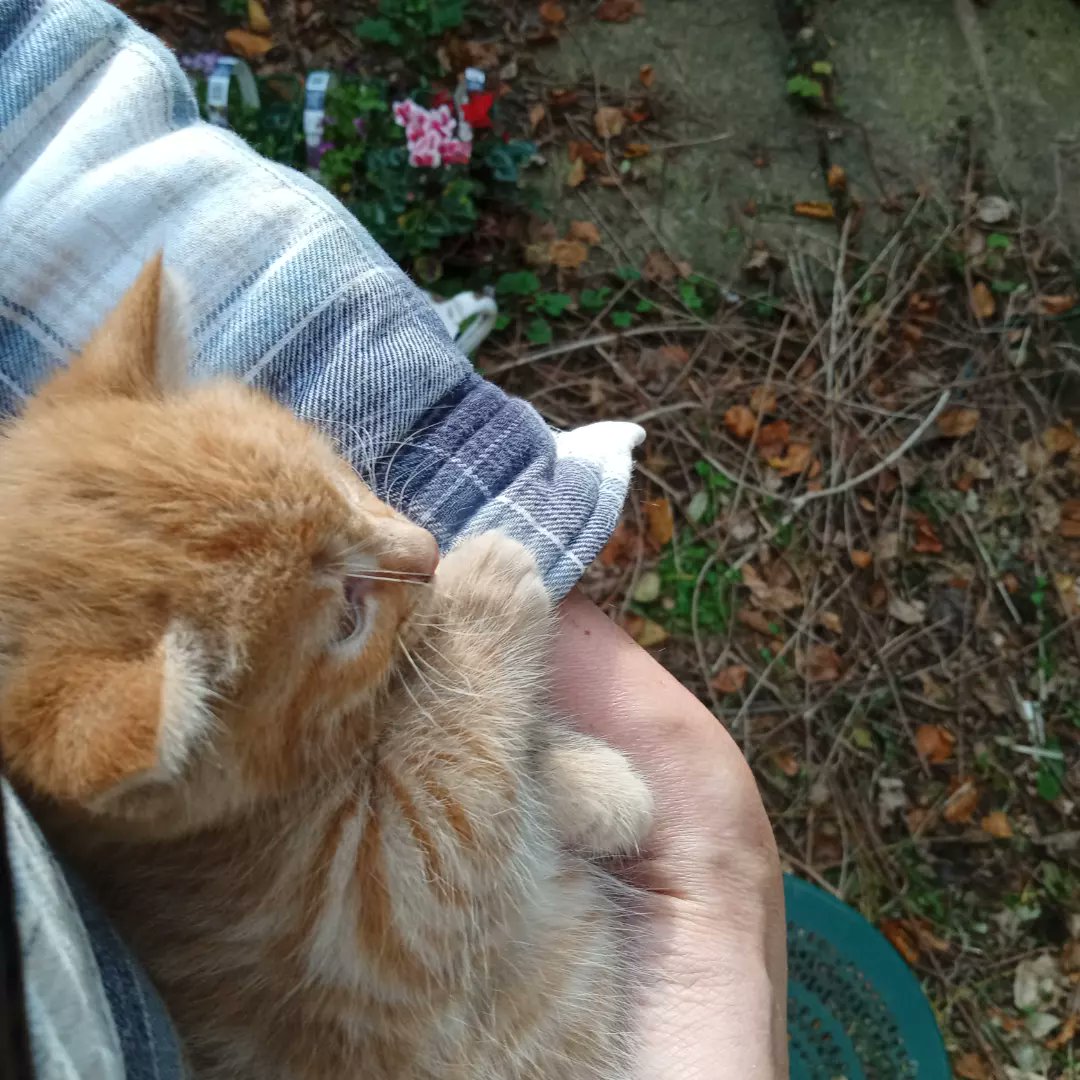 "Here's Johnny"....so my remake of The Shining with kittens isn't quite as terrifying as I'd hoped xx