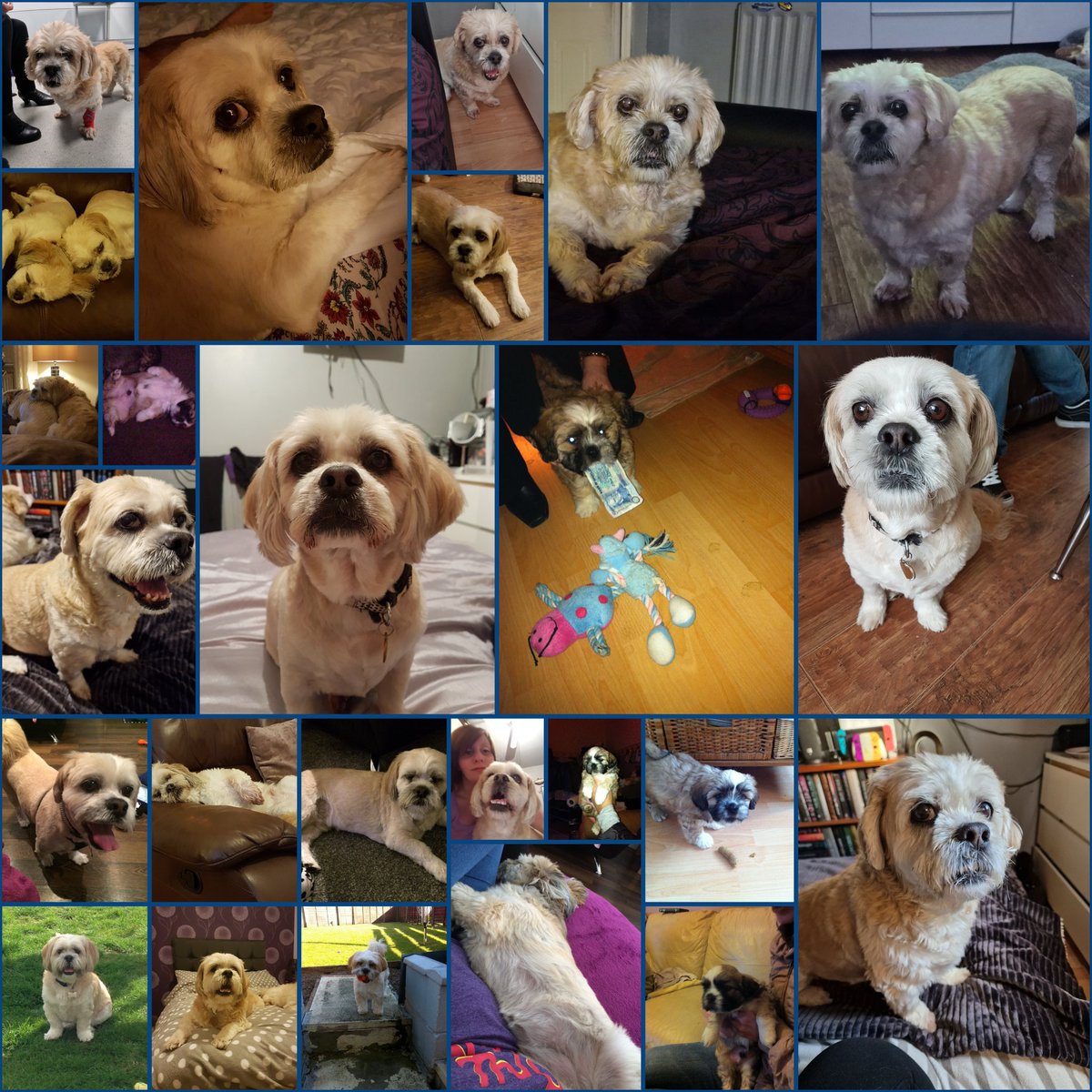 KrisiM82's tweet photo. Olli, Ollipop, my wee grump. 22.11.2010 - 07.10.2024. 

Olli crossed the rainbow bridge earlier today. 

Eternally my wee pup. Will miss you forever.  The heartache I'm feeling now is worth it for every moment spent with you.   Run free my boy! 🐾💙 https://t.co/Jvp6cS59vQ