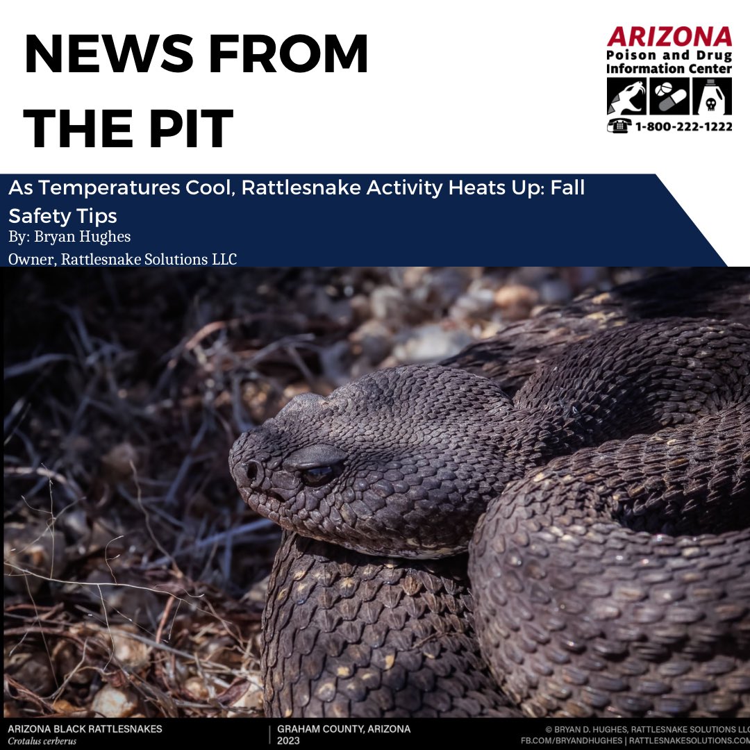 The October edition of News From The Pit is now available on our website. This month's newsletter discusses rattlesnake activity during the fall season and precautions you can take to prevent a bit. Read the newsletter here: azpoison.com/sites/default/… 

#rattlesnake #tox #venom