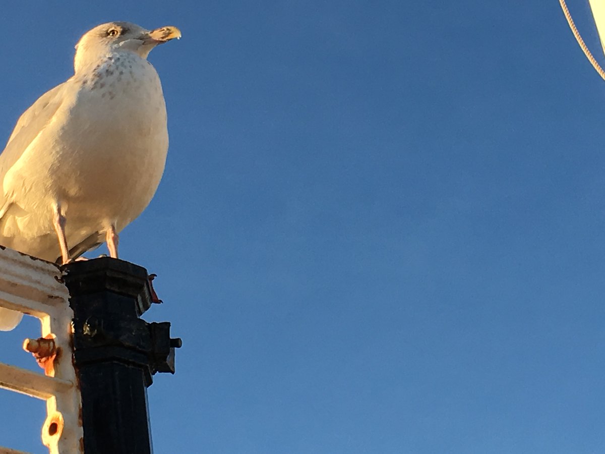 cing56's tweet photo. @DailyPicTheme2 Waiting on Brighton pier for an unwary tourist who isn't guarding their chips or icecream. https://t.co/k6sh1U8fR9