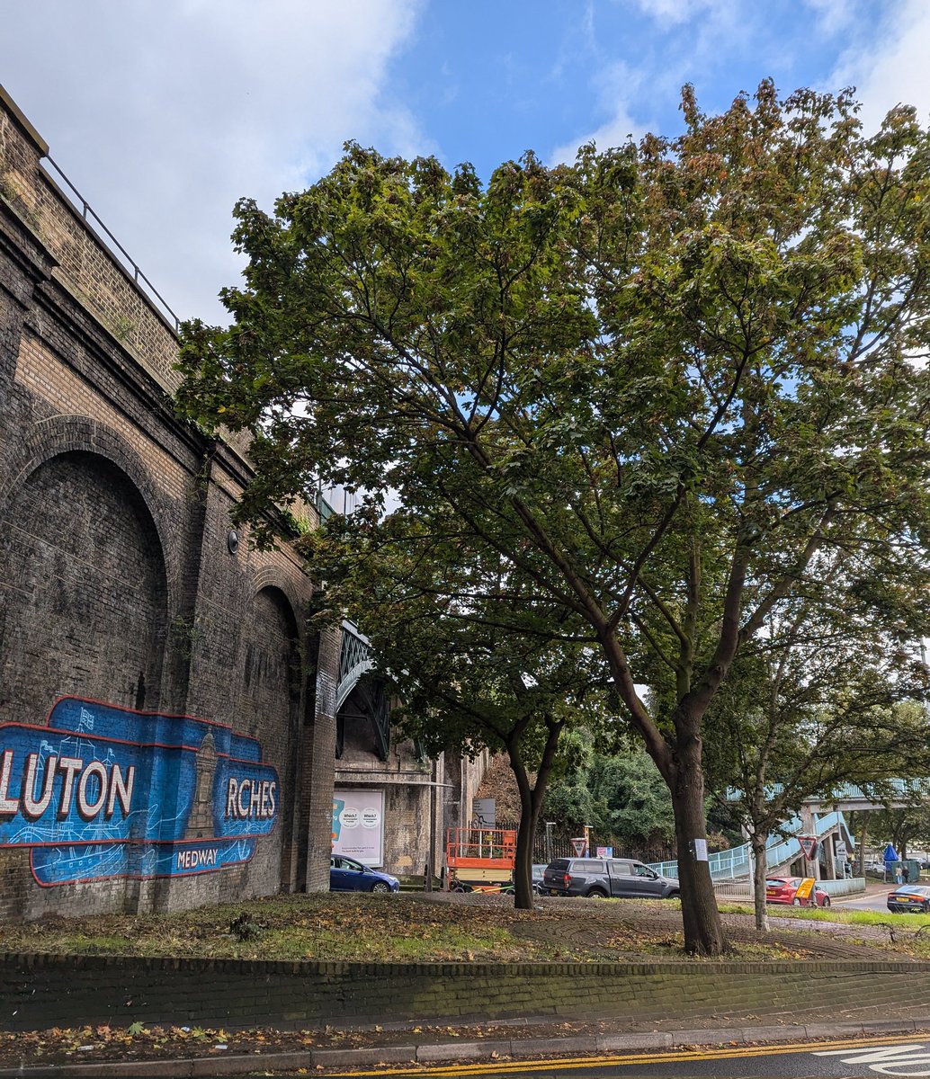 🌳 We are disappointed to see that Medway Norse plans to fell two mature trees at Luton Arches, rather than to keep and maintain them.

ℹ️ Find out more: medway.gov.uk/fellingstreett…